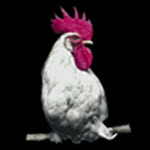 鸡盒app免费最新版1.5.0